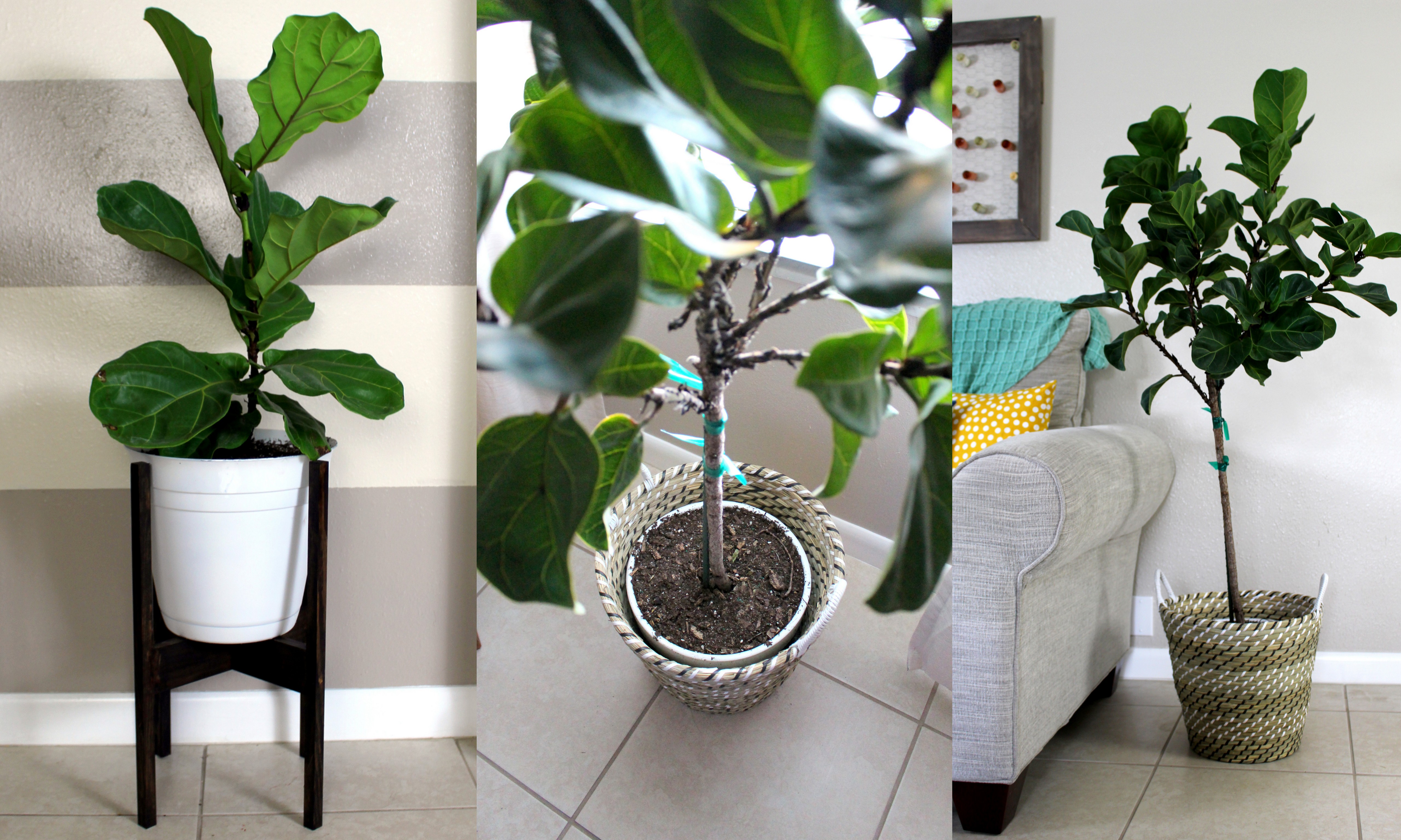 home project // pots for indoor plants - within the grove