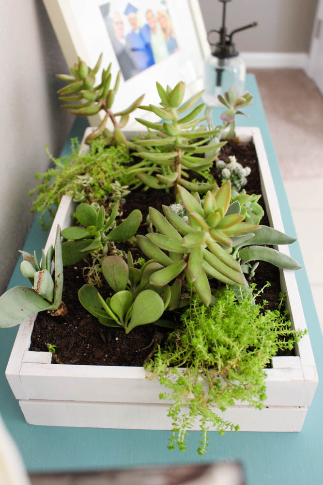One Spot DIY // Succulent Garden Box - Within the Grove