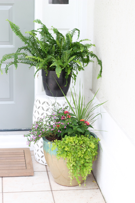 Plants to Use in Summer Pots
